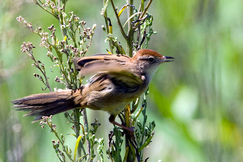 Tawny Grassbird (Megalurus timoriensis)